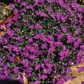 thumbnail for publication: Lobelia erinus Lobelia, Edging Lobelia
